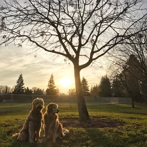 Dog walker William Larsen Park Tracy