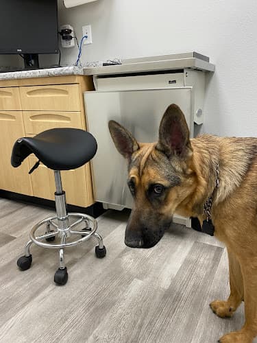 Dog walker Wilvet Salem Salem