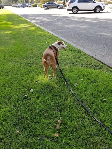 Dog walker Woodville Park Visalia