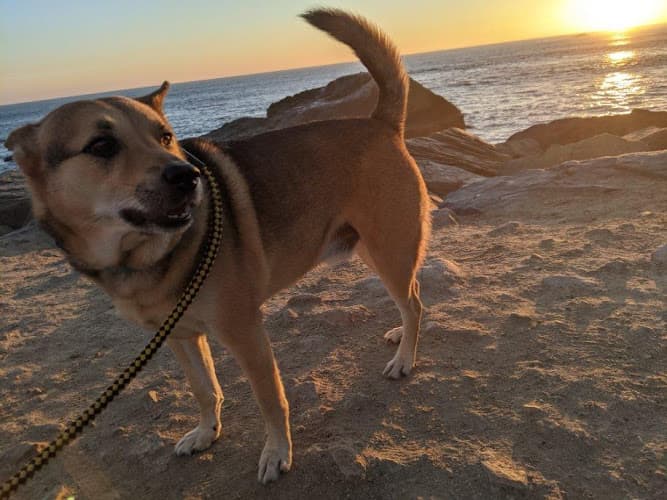 Dog walker Woofs and Wags - Dog Walking and More Orange