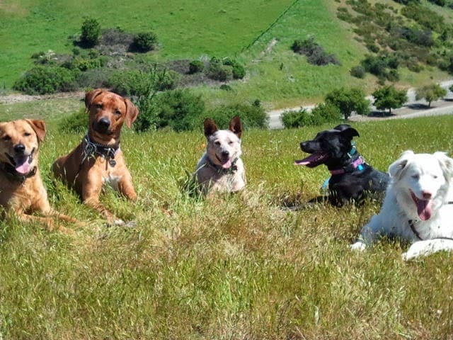 Dog walker Woofwalks Fremont