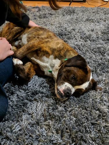 Dog walker Yakima Humane Society Spay & Neuter Clinic Yakima