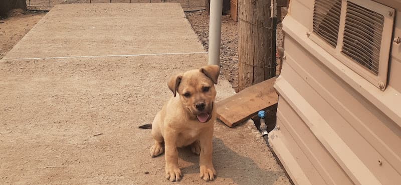 Dog walker Yakima Valley Pet Rescue Yakima