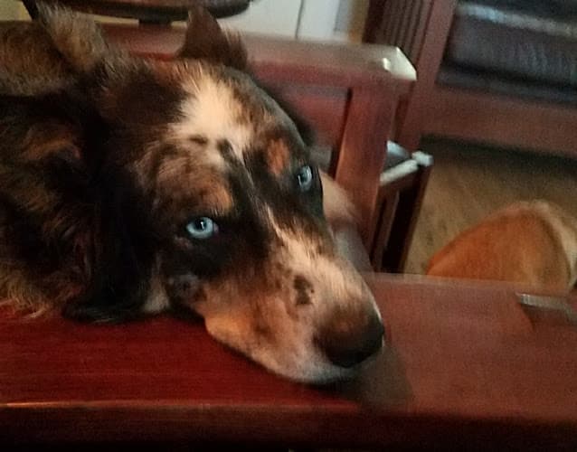 Dog walker Your Best Friends Inn Visalia