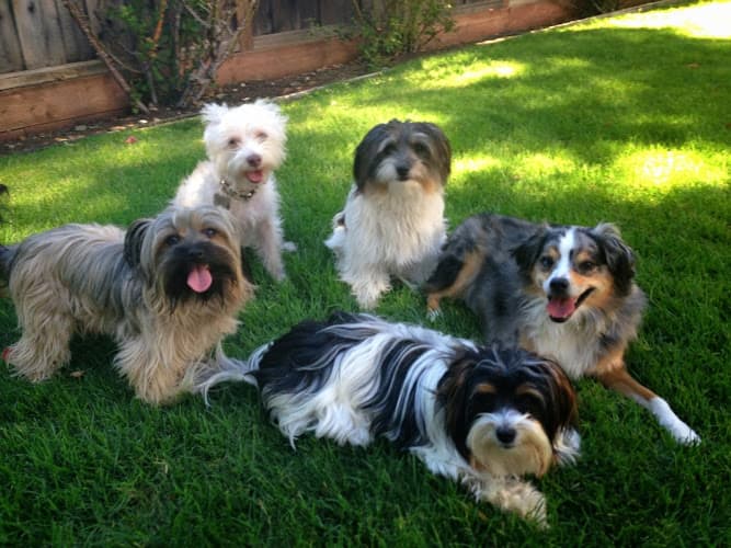 Dog walker Z Animal Lover - Dog Walker Fairfield
