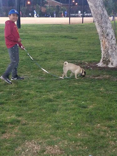 Dog walker Zimmerman Park Norwalk