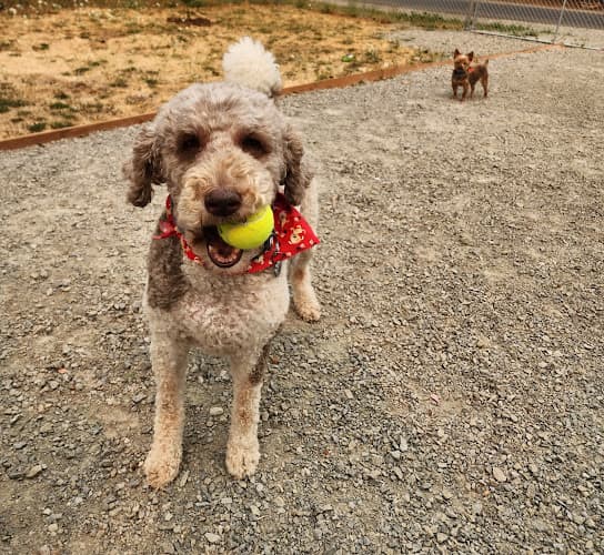 Pet boarding service A Bath and A Biscuit Vancouver