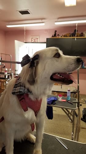 Pet boarding service A Dog Wash Anaheim