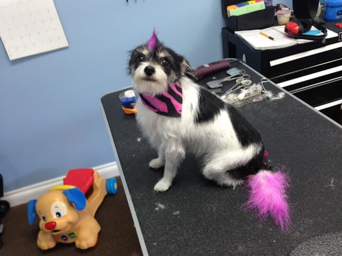 Pet boarding service A Pick of the Litter Pet Salon Hesperia