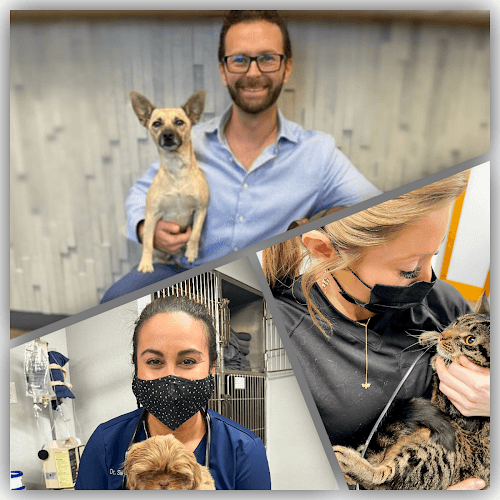 Pet boarding service ABC Veterinary Hospital San Diego Uptown San Diego