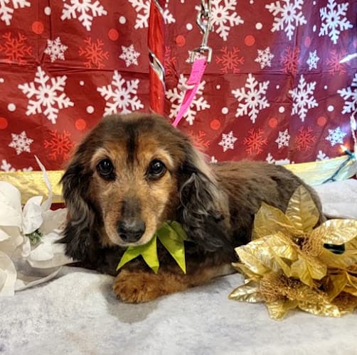 Pet boarding service Adelaide's Aristopups Dog Grooming Spokane