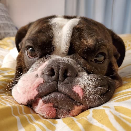 Pet boarding service Adobe Animal Hospital Concord