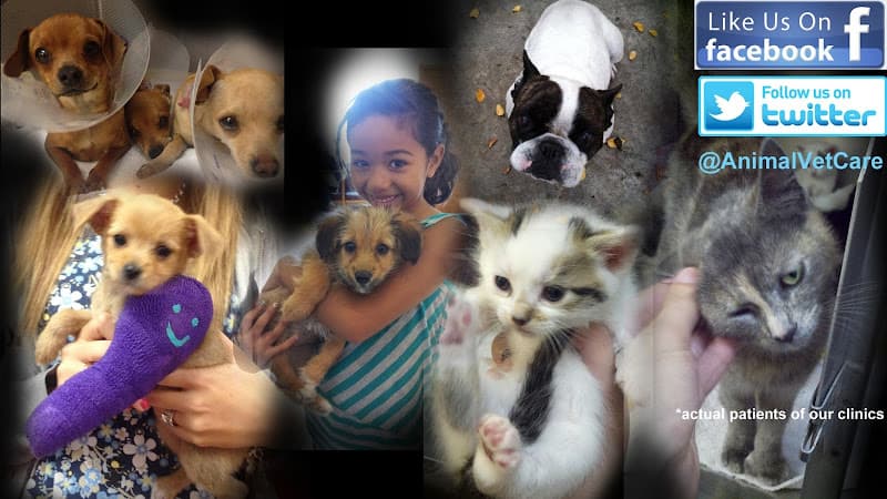 Pet boarding service Affordable Animal Hospital of Orange Anaheim