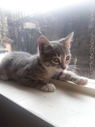 Pet boarding service Affordable Animal Hospital Silver Lake Glendale