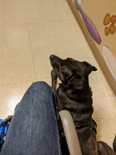 Pet boarding service Affordable Pet Hospital Bakersfield