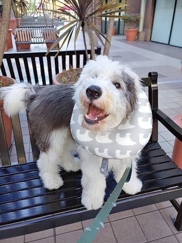 Pet boarding service Alameda Pet Hospital Oakland
