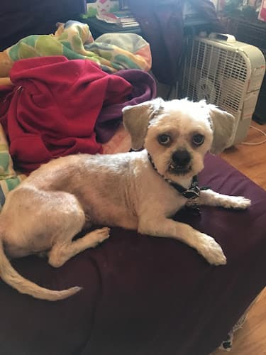 Pet boarding service Alicia's Polished Pets Hayward