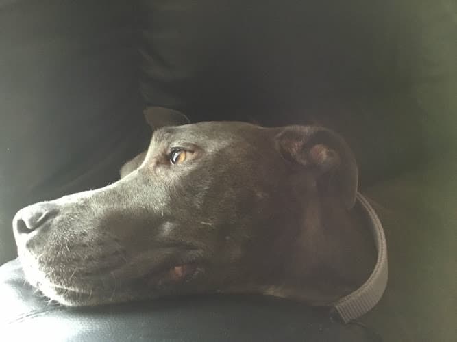 Pet boarding service All 4 Paws Veterinary Hospital Fairfield