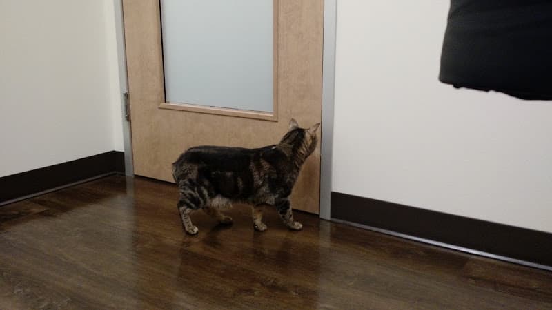 Pet boarding service All About Cats Veterinary Hospital Kirkland