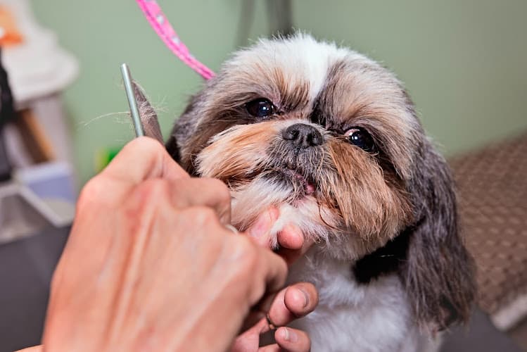 Pet boarding service All About Paws Pet Spa Ontario