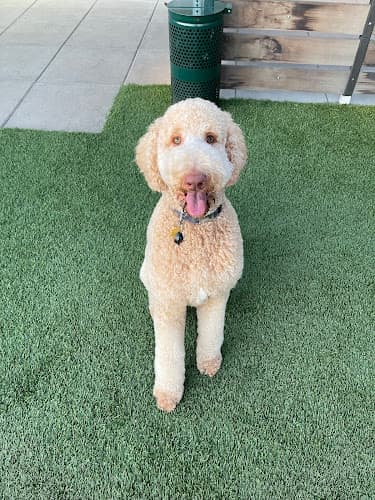 Pet boarding service all about the DOGue salon & spa Oakland