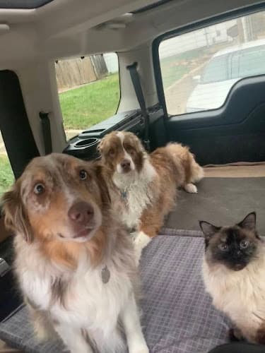 Pet boarding service All Paws Express Torrance