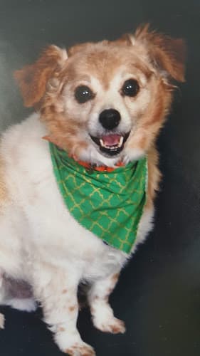 Pet boarding service All Paws Holistic Vet Clinic Richmond