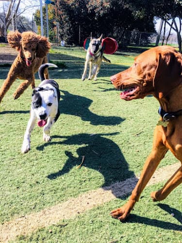 Pet boarding service All Pets Boarding Resort Modesto