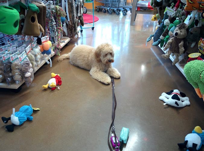 Pet boarding service All The Best Pet Care - Columbia City Seattle