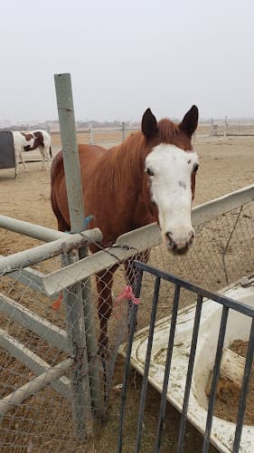 Pet boarding service All Valley Horse Rescue Lancaster