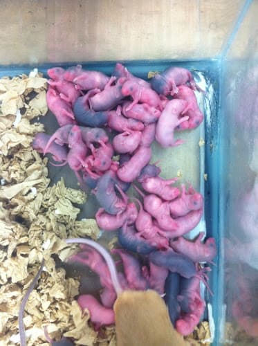 Pet boarding service Allan's Pet Center Los Angeles