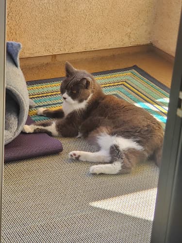 Pet boarding service Alley Cats Mobile Veterinary Services Oceanside