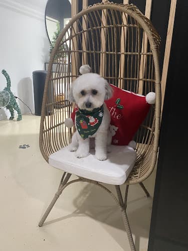 Pet boarding service Allie & Paws Downey