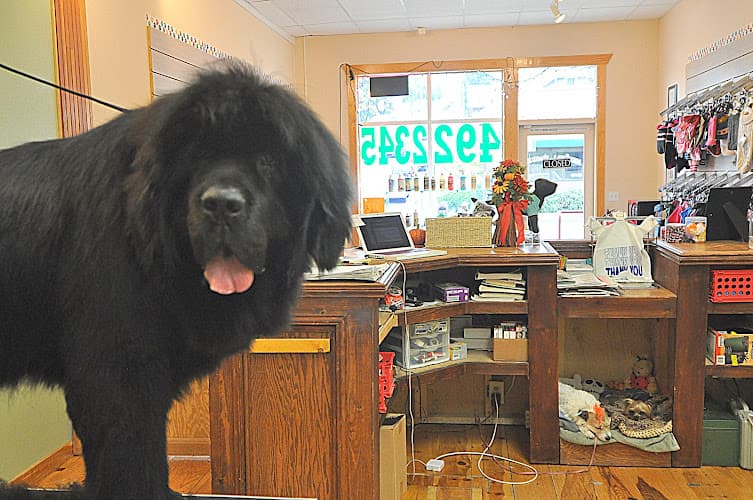 Pet boarding service Ally's Dog Spa Gresham