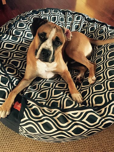 Pet boarding service Almost Home Pet Boarding Los Angeles