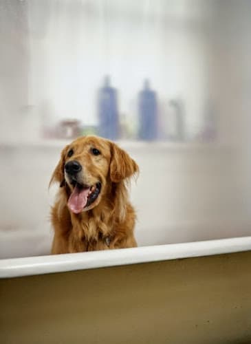 Pet boarding service Alpine Veterinary Hospital Concord