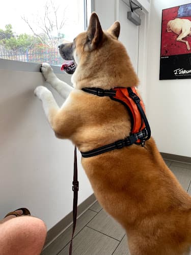 Pet boarding service Amici Pet Hospital of Little Italy San Diego