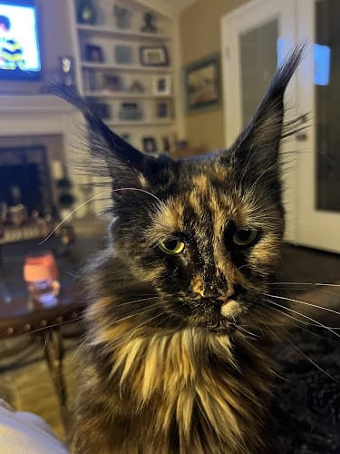 Pet boarding service Amorecats Roseville