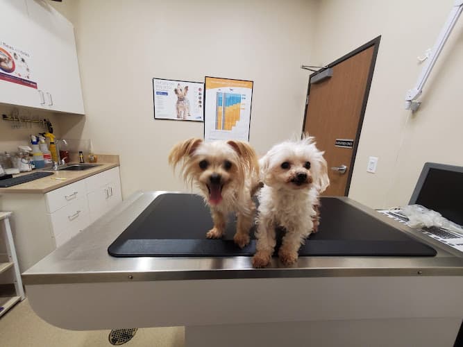 Pet boarding service Anchor Animal Hospital Anaheim