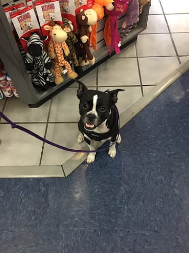 Pet boarding service Andersen's Pet Shop Glendale