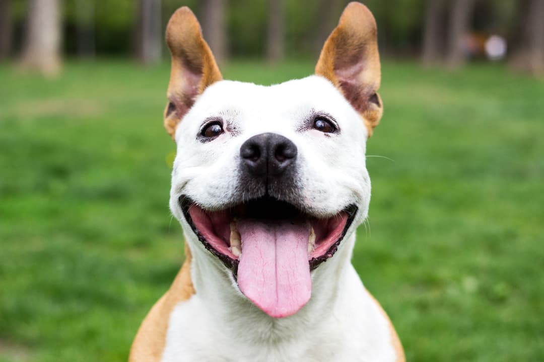 Pet boarding service Angel Paws Pet Cremation San Marcos