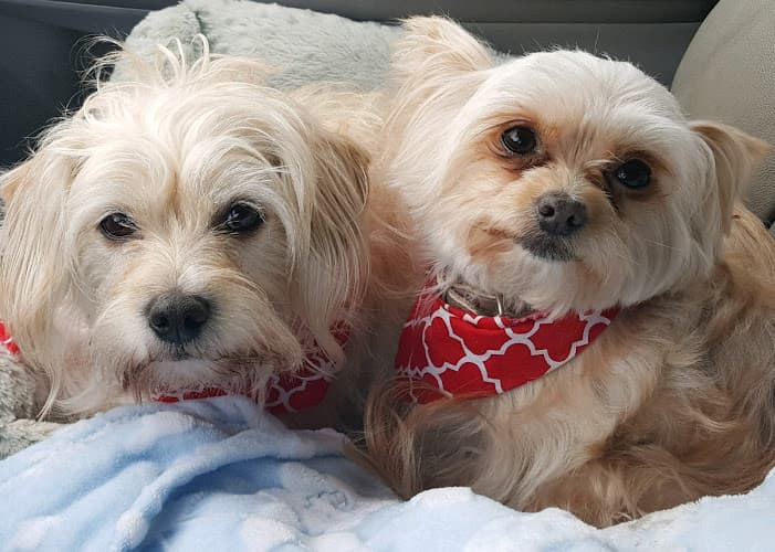 Pet boarding service Angels' Care Animal Hospital Ontario