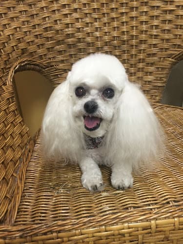 Pet boarding service Angel's Pet Parlor El Cajon