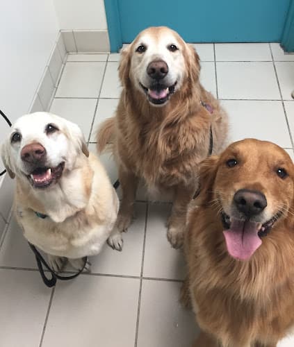 Pet boarding service Animal Clinic of Tustin Ranch Irvine Irvine