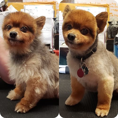 Pet boarding service Animal Crackers Spokane