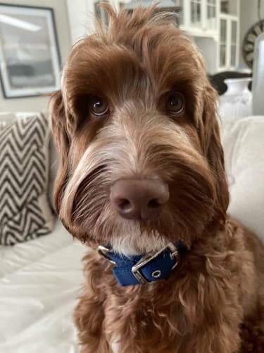 Pet boarding service Animal Dermatology Clinic San Diego