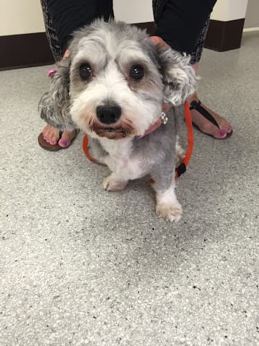 Pet boarding service Animal Dermatology Clinic Torrance