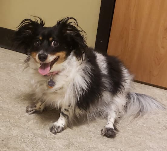 Pet boarding service Animal Emergency Care Bellingham