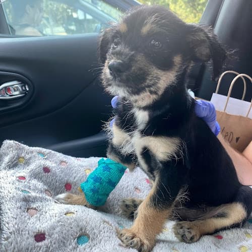 Pet boarding service Animal Emergency & Specialty Kirkland