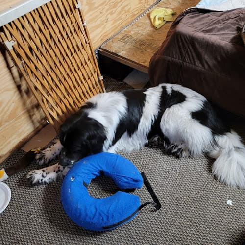 Pet boarding service Animal Eye Clinic Spokane Spokane